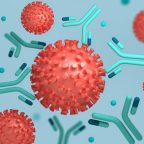 What Are the Uses of Antibodies